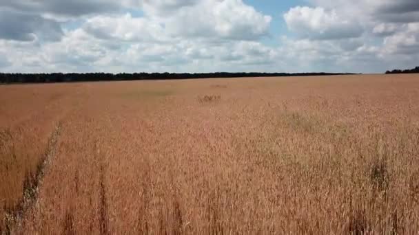 Bewegen Video Fliegen Landwirtschaft Feldfrüchte Feld Golden Ernten Natur Foto — Stockvideo