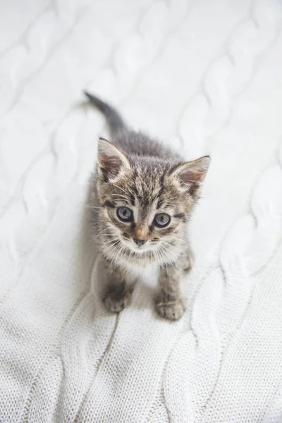 Söt Randig Kattunge Sitter Vit Stickad Bakgrund — Stockfoto