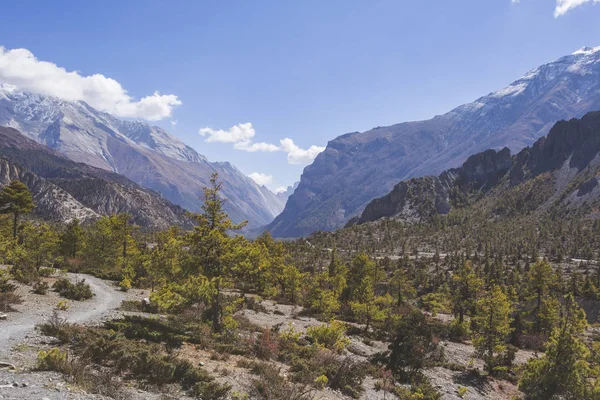 Bosque Abeto Caminata Por Circuito Annapurna Montañas Del Himalaya Nepal — Foto de Stock