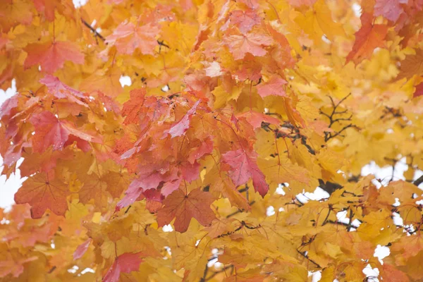 Bright orange maple leaves. Autumn nature background