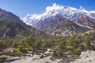 Köknar ağacı orman. Annapurna devre trek. Himalaya Dağları Nepal.