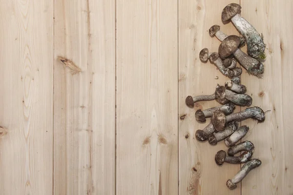 Вузол грибів Болету — стокове фото