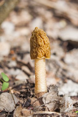 Morel bahar mantar yerden büyür