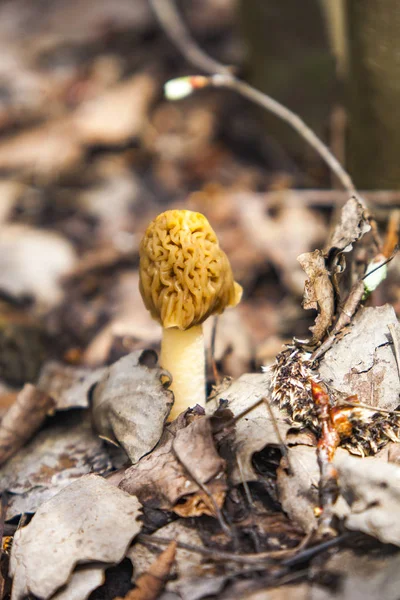 Morel primavera cogumelo cresce a partir do solo — Fotografia de Stock