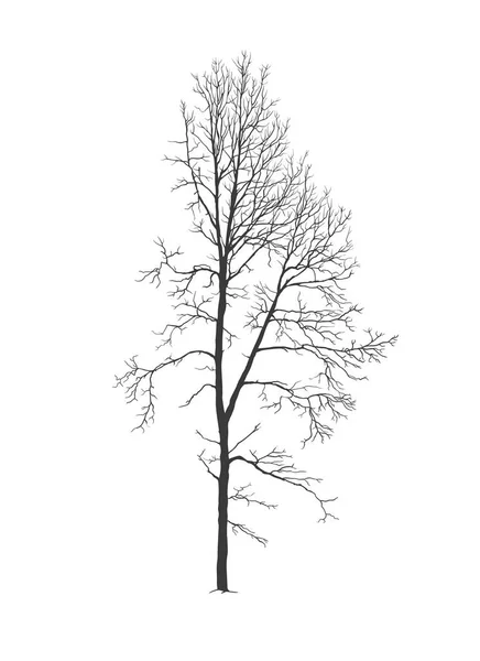 Espenbaum-Silhouette ohne Laub — Stockvektor