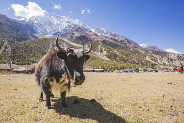 Yak dans les montagnes himalayennes du Népal — Photo