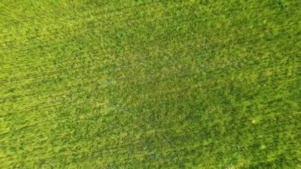 Fliegen Über Ein Feld Mit Grünem Gras Ansicht Von Oben — Stockvideo