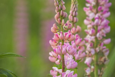 Doğa geçmişi. Pembe lupines. Yaz