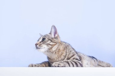 Masanın üzerinde Tabby kedi. Mavi arka plan