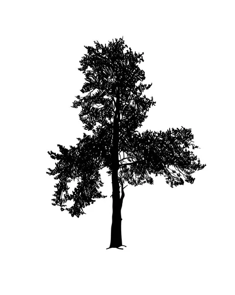Πεύκο σιλουέτα δέντρο μαύρο σε λευκό — Διανυσματικό Αρχείο