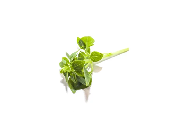 Sprig of basil on white background — Stock Photo, Image