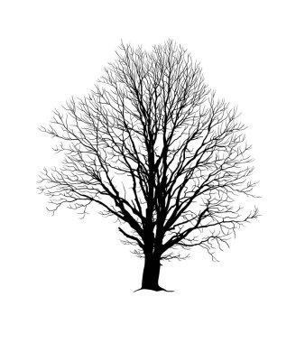 Yeşillik olmadan meşe ağacı gerçekçi siluet