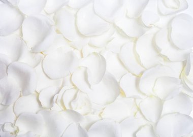 Beyaz gül yaprakları arka plan 