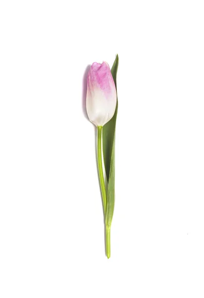 Tulipe rose sur fond blanc — Photo