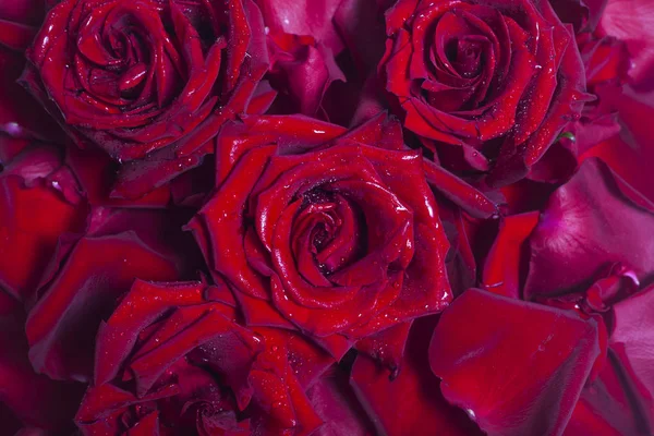 A vörös rózsa és szirmok természetes háttere — Stock Fotó