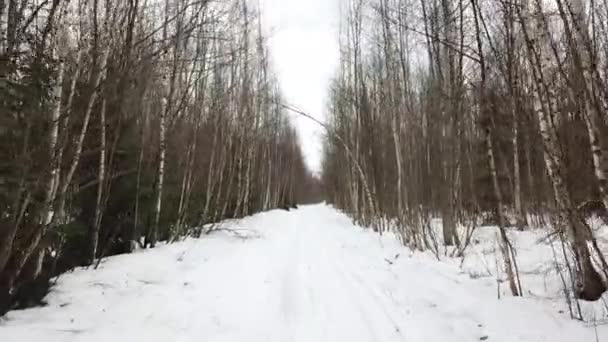 冬の白樺の木立で雪道の上を飛ぶ — ストック動画