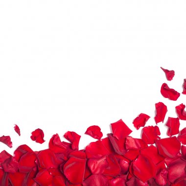 Kırmızı gül yapraklı beyaz arkaplan