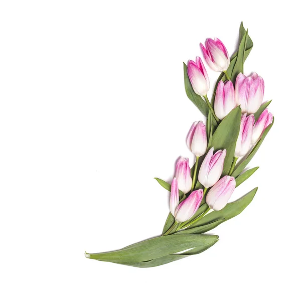 Fondo blanco con flores de tulipán rosa — Foto de Stock