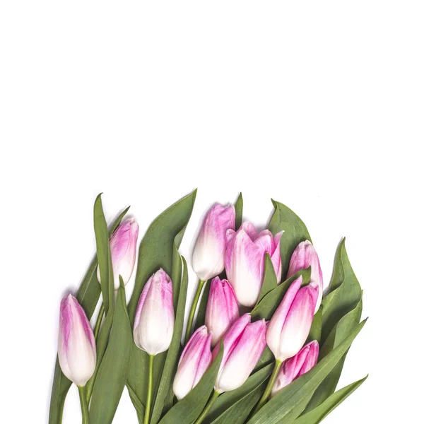 Fundo branco com flores de tulipa rosa — Fotografia de Stock