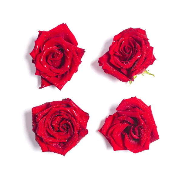 A négy piros rózsa virág a fehér háttér — Stock Fotó