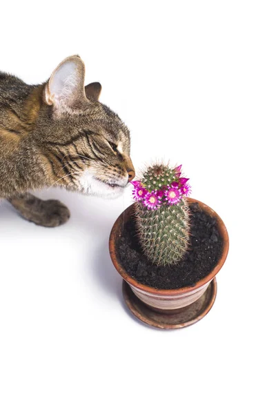 Kaktüs çiçeği yakınında kabadayı tabby kedi — Stok fotoğraf