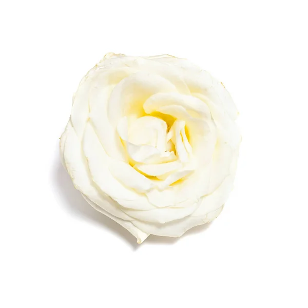 白色背景上的白色玫瑰花朵 — 图库照片