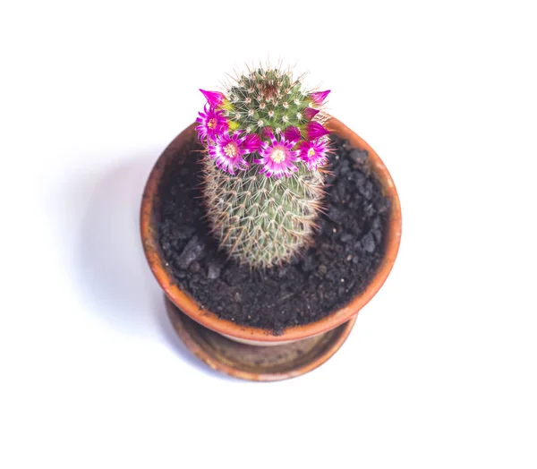 Cactus con fiori rosa su sfondo bianco — Foto Stock