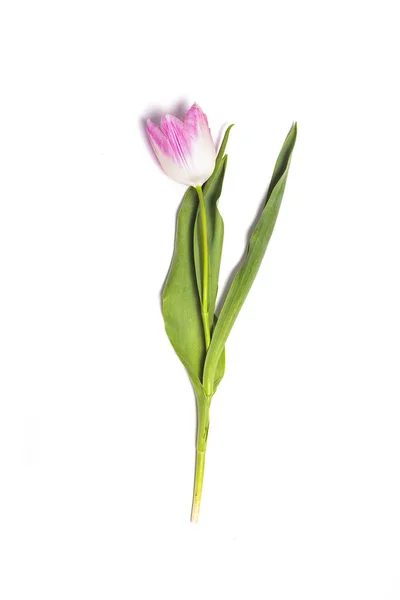 Flor de tulipán rosa sobre fondo blanco — Foto de Stock