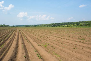 Ekili patates satırlarla alan