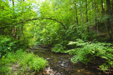 Ormanda akan bunchiha Nehri