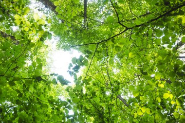 Yeşil foliages, alt görünüm. Doğa arka plan