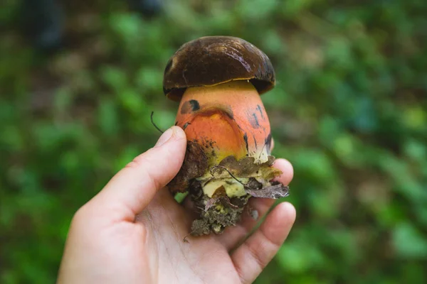 Cogumelo satânico irreversível na mão — Fotografia de Stock