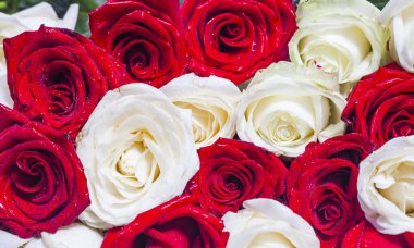 Taze kırmızı ve beyaz güllerin arka planı