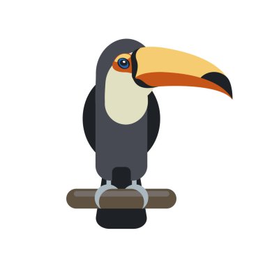 Toucan kuşu. Düz vektör çizimi