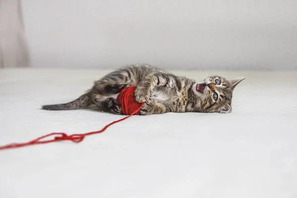 Chaton avec enchevêtrement de fil rouge — Photo