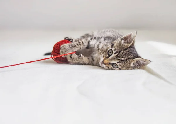 Gatinho com emaranhado de fio vermelho — Fotografia de Stock