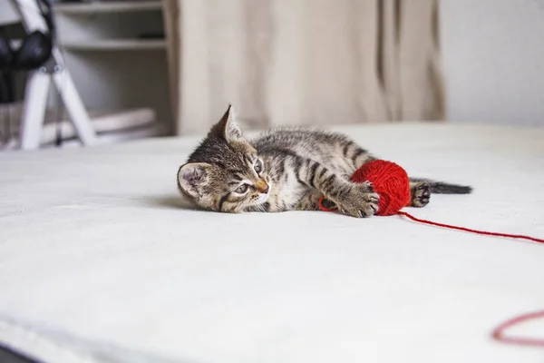 Gatinho com emaranhado de fio vermelho — Fotografia de Stock