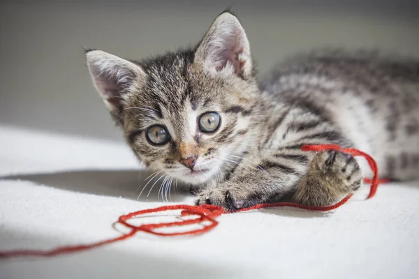 Маленький котенок играет с красной нитью — стоковое фото