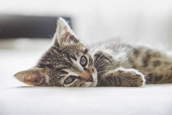 かわいい小さな横たわっているタビー子猫 — ストック写真