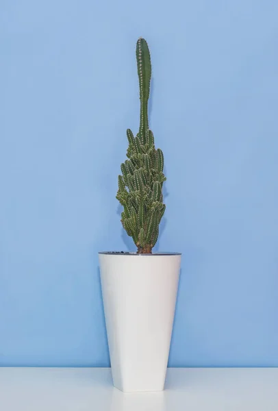 Casa Planta Verde Vaso Branco Cactus Cereus — Fotografia de Stock