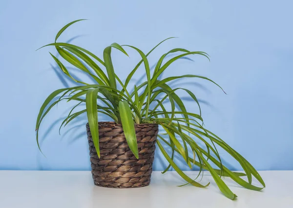 Chlorophytum Cape Home Plant Rieten Pot Blauwe Wand Achtergrond — Stockfoto