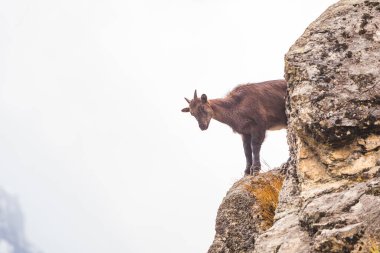 Buzlu dağ keçisi çocuk. Nepal 'in Doğası