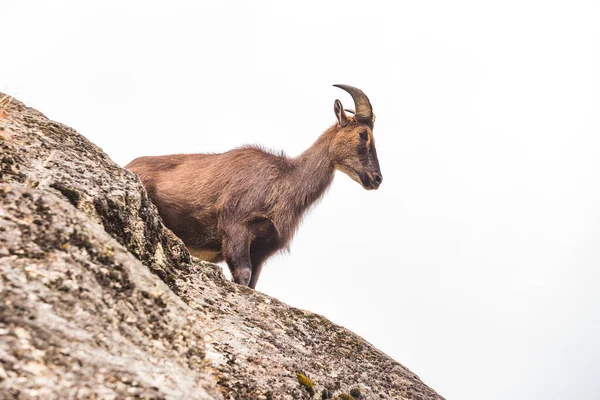 Chèvre Montagne Sur Les Rochers Nature Népal — Photo