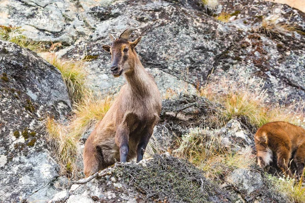 Chèvre Montagne Sur Les Rochers Nature Népal — Photo