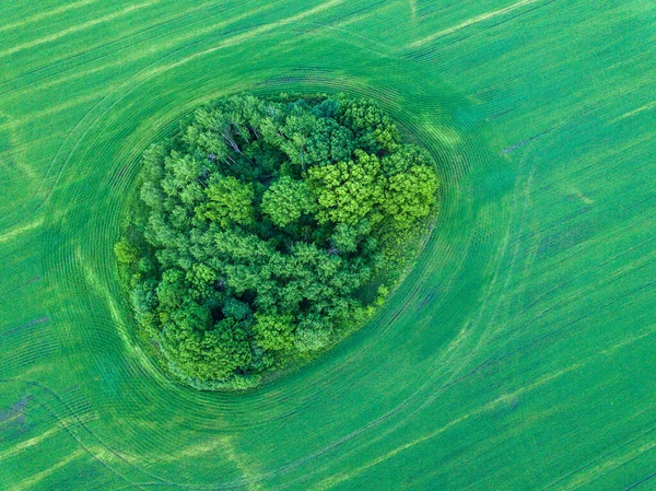 Isla Arbustos Árboles Verde Primavera Vista Desde Arriba — Foto de Stock