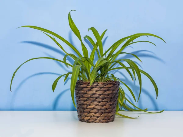 Chlorophytum Cape Home Plant Rieten Pot Blauwe Wand Achtergrond — Stockfoto