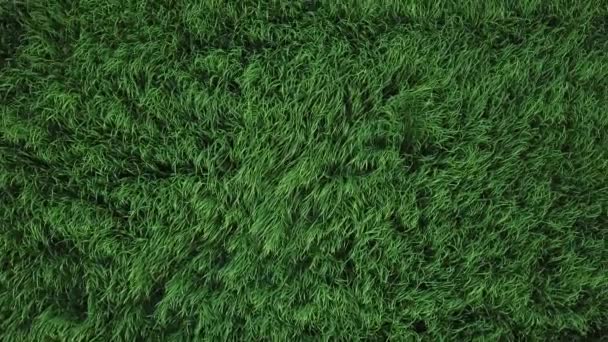 Flying Field Green Grass Top View — Stock Video