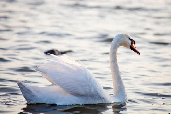 Blanc Beau Cygne Oiseau Nage Sur Eau — Photo