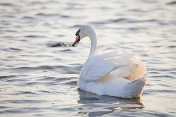 Белая Красивая Лебединая Птица Плавает Воде — стоковое фото