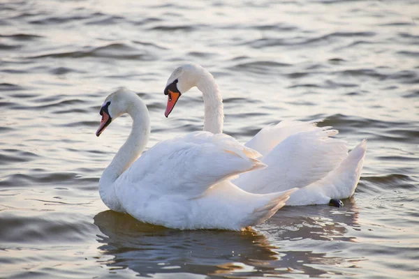 Пара Белых Лебедей Плавает Воде — стоковое фото